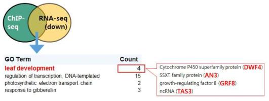 ChIP-seq 및 RNA-seq 결과를 통합 분석하여 얻어진 잎 발달 과정에서의 TCP13 전사인자의 후보 하위 유전자 발굴