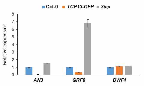 TCP13과발현체 (TCP13-GFP) 및3tcp mutant에서 잎 발달 관련 유전자의 발현 변화 확인 결과