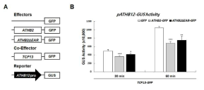 (A) protoplast에 형질전환 시킨 effectors 와 co-effector construct. (B) co-effector와 각각의 effectors를 형질전환 시킨 후, 추출한 total protein으로부터 GUS activity를 측정한 결과 그래프