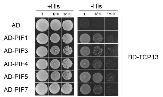 TCP13과 PIF 단백질들의 상호작용 확인을 위한 Y2H assay 결과