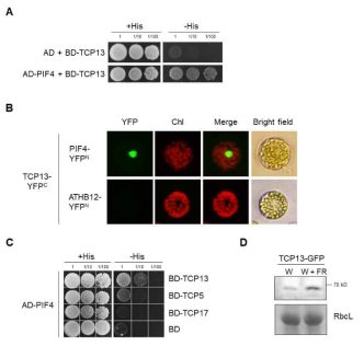 TCP13 등 전사인자와 PIF4와의 상호작용