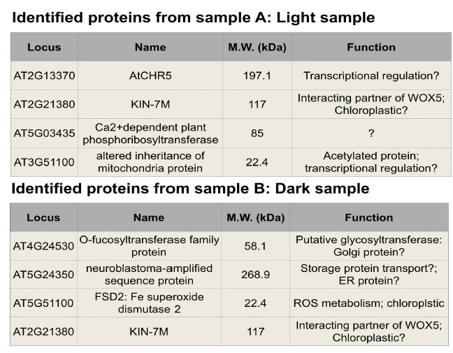 Mass spectromety에 의해 확인된 TCP13-특이적 결합 단백질
