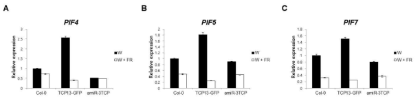 TCP13과발현체 (TCP13-GFP) 및 amiR-3TCP 식물체에서 PIF genes의 발현을 real-time PCR로 확인함. Continuos white (W) light조건에서 1% sucrose포함된 1/2 MS media에서 5일 동안 키운 식물을 추가로 1시간동안 W light 혹은 W + FR 에 둔 뒤 RNA 추출함