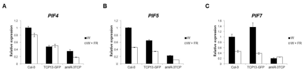 TCP13과발현체 (TCP13-GFP) 및 amiR-3TCP 식물체에서 PIF genes의 발현 확인. Continuos white (W) light조건에서 sucrose 불포함된 1/2 MS media에서 5일 동안 키운 식물을 추가로 1시간동안 W light 혹은 W + FR 에 둔 뒤 RNA 추출함