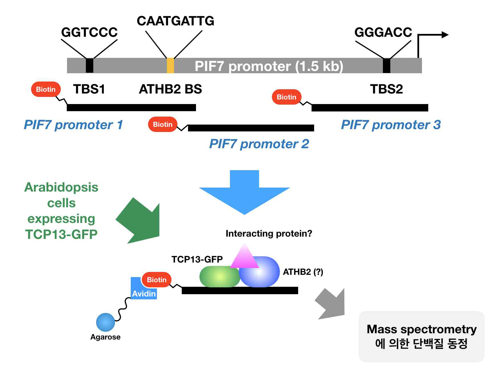 PIF7 promoter에 TCP13-특이적으로 결합하는 단백질들을 분리 및 동정하기 위한 실험 전략
