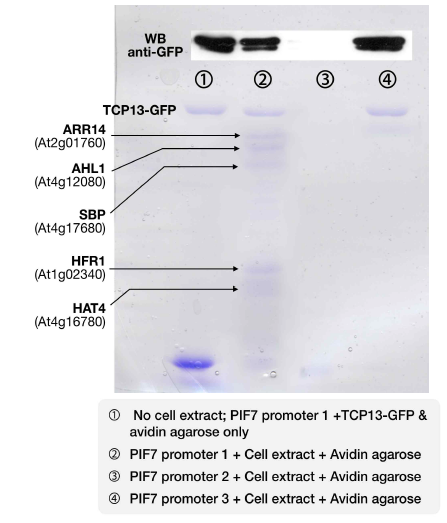 PIF7 promoter 결합 단백질들. TCP13은 western blot으로 확인