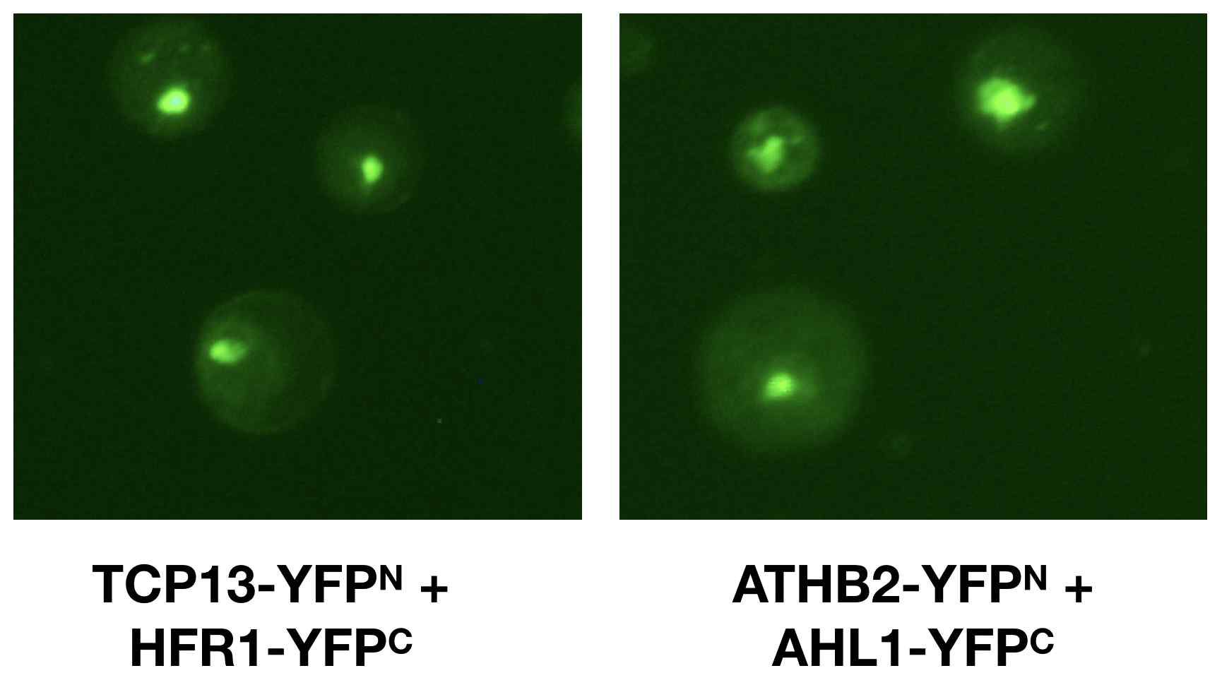 BiFC analysis에 의한 TCP13-HFR1, ATHB2-AHL1 의 특이적 상호결합 확인