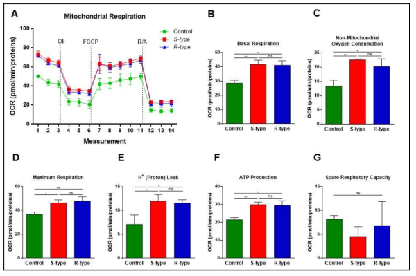 M. abs 감염에 따른 mitochondiral respiration 변화