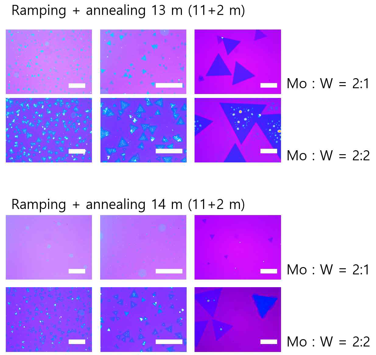 전구체 내의 W 비율을 변화시키며 합성한 MoS2의 광학현미경 이미지 (위: 2분 어닐링, 아래: 3분 어닐링 조건) (스케일, 왼: 500 um, 중앙:200 um, 오른쪽 50 um)