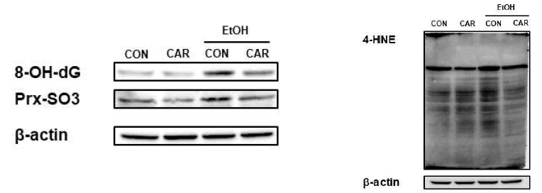 알코올과 Carvacrol 투여 여부에 따른 간 내 산화스트레스 마커들의 비교