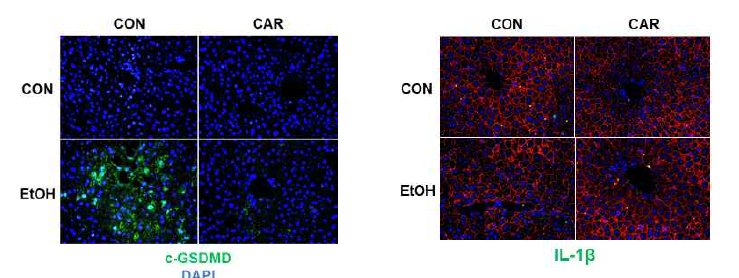 알코올과 Carvacrol 투여 여부에 따른 염증성 세포사멸체계 활성 비교