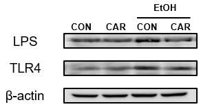 알코올과 Carvacrol 투여 여부에 따른 간 조직 내 유입된 Endotoxin의 양 비교