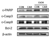 알코올과 Carvacrol 투여 여부에 따른 세포사멸 중추 단백질의 발현량 비교