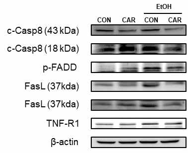 알코올과 Carvacrol 투여 여부에 따른 외인성 세포사멸 조절단백질의 발현량 비교