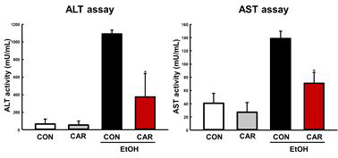 알코올과 Carvacrol 투여 여부에 따른 혈청 내 ALT & AST 활성 차이