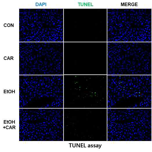 알코올과 Carvacrol 투여 여부에 따른 TUNEL assay