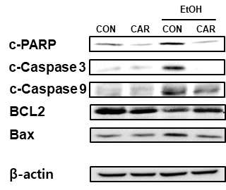 알코올과 Carvacrol 투여 여부에 따른 apoptosis 분자기작 관련 단백질들의 발현량 비교