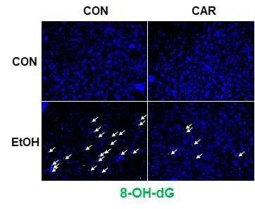 알코올과 carvacrol 투여 여부에 따른 8-OH-dG의 조직학적 비교