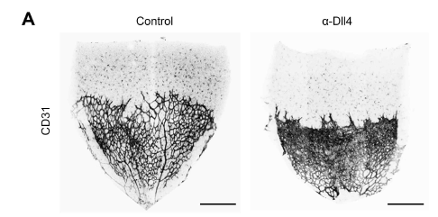 Dll4 항체 투여로 매우 증가한 마우스의 망막혈관
