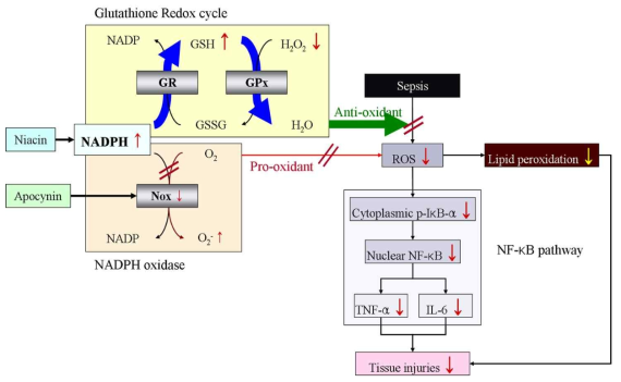 연구 가설 GR, glutathione reductase; GPx, glutathione peroxidase; GSH, reduced glutathione; ROS, reactive oxygen species; GSSG, oxidized glutathione; IκB-α, inhibitor kappa B-α