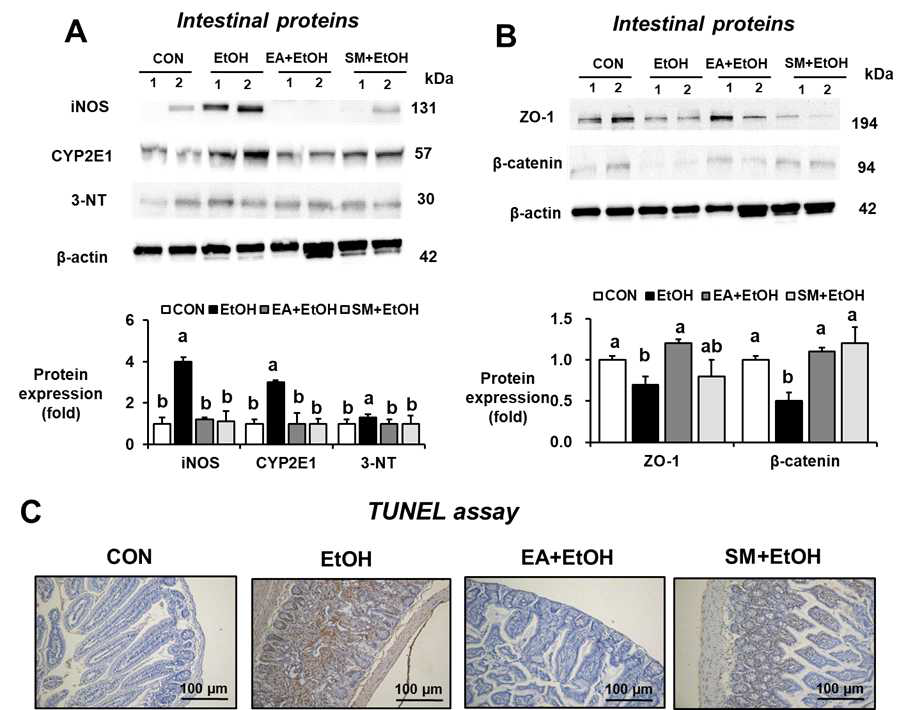 Ellagic acid prevented elevated oxidative stress, gut TJ/AJ proteins, apoptosis marker proteins of intestinal proteins in binge alcohol-exposed rats. (A) Intestinal iNOS, CYP2E1, and 3-NT in the indicated groups are presented. Densitometric quantitation of each immunoreactive protein, relative to β-actin, is shown. (B) Representative levels of ZO-1, and β-catenin in the indicated groups are presented. Densitometric quantitation of each immunoreactive protein, relative to β-actin, is shown. (C) Representative levels of TUNEL analyses in the indicated groups are presented. Data represent means ± SD. Different letters stand for significant difference between various treatments at p < 0.05 by one-way ANOVA. Labeled characters without a common letter represent significant differences from the other group(s)