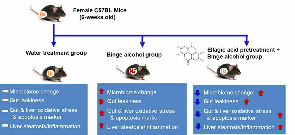 Summary of the preventive effects of ellagic acid against alcohol-Induced oxidative stress, gut leakiness, endotoxemia and inflammatory fatty liver thought microbiome changes. The up and down arrows indicate an increment and decrease of each indicated parameter, respectively