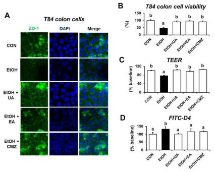 Urolithin A and Ellagic acid prevented epithelial cell barrier dysfunction in alcohol-exposed T84 colon cells. T84 cells were treated with culture media (CON) or 40 mM ethanol (EtOH) in the absence or presence of 15 μM UA, 100 μM EA, or 15 μM CMZ for 8 h, as indicated. (A) Confocal image showing the disorganized ZO-1 in ethanol-exposed T84 cells but restored ZO-1 after treatment with UA, EA, or the CYP2E1 inhibitor CMZ. Cell nuclei were counter-stained with DAPI. (B) Cell viability of the indicated groups is also presented. (C-D) Representative levels of TEER (C) and permeability to FITC-D4 after 3 h pretreatment without or with the specific agent, UA, EA, or CMZ. Data indicate means ± SD of triplicate wells from two separate experiments. Significant difference between various treatments was determined by one-way ANOVA. Labeled characters without a common letter represent significant differences from the other group(s)