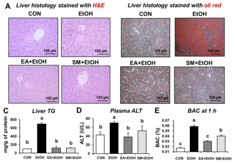 Ellagic acid attenuated binge alcohol-induced fatty liver and injury in rats. (A and B) Representative H/E or Oil Red O staining of formalin-fixed or frozen liver sections for control (CON), ethanol (EtOH), or EA +EtOH, SM+EtOH-exposed mice. (C-D) The levels of (C) hepatic triglyceride (TG), (D) plasma ALT, and (E) BAC. Data represent means ± SD. Different letters stand for significant difference between various treatments at p < 0.05 by one-way ANOVA. Labeled characters without a common letter represent significant differences from the other group(s)