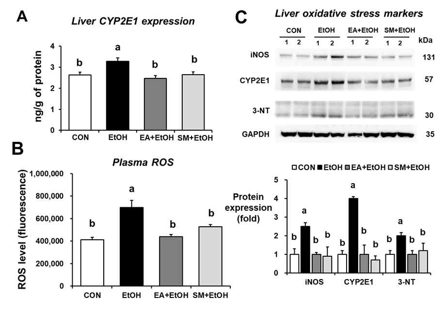 Ellagic acid prevented hepatic oxidative stress marker proteins in binge alcohol-exposed mice. (A-B) The levels of hepatic CYP2E1 expression and plasma ROS in the indicated groups are presented. (C) The levels of hepatic CYP2E1, iNOS, and nitrated proteins detected by anti-3-NT antibody in the indicated groups are presented. Densitometric quantitation of the immunoblots for each protein relative to GAPDH is shown. Data represent means ± SD. Different letters stand for significant difference between various treatments at p < 0.05 by one-way ANOVA. Labeled characters without a common letter represent significant differences from the other group(s)