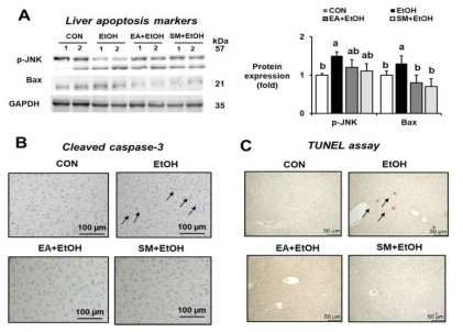 Ellagic acid reduced the hepatic apoptosis marker proteins in binge alcohol-exposed mice. Representative levels of apoptosis marker proteins p-JNK, Bax, and cleaved caspase-3, and TUNEL analyses in the indicated groups are shown. The arrows indicate TUNEL positive cells. Densitometric quantitation of the immunoblots for each protein relative to GAPDH is shown. Data represent means ± SD. Different letters stand for significant difference between various treatments at p < 0.05 by one-way ANOVA. Labeled characters without a common letter represent significant differences from the other group(s)