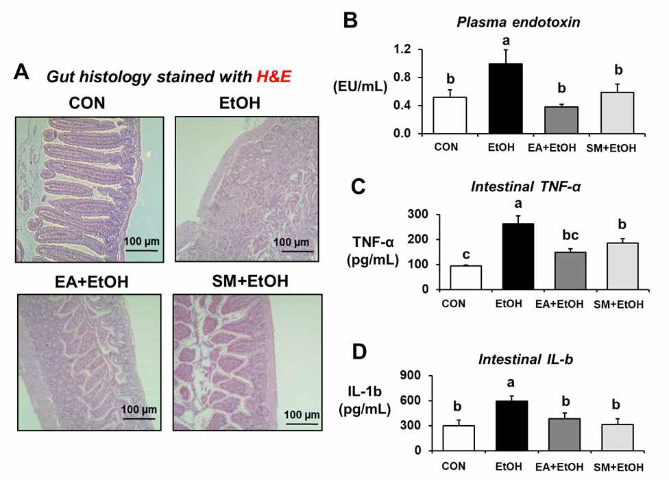Ellagic acid reduced binge alcohol-mediated gut damage, endotoxemia, and intestinal TNF-α, IL-1β production in mice. (A) Representative H/E of formalin-fixed small intestine sections for control (CON), ethanol (EtOH), or EA (ellagic acid)+EtOH, SM (silymarin)+EtOH-exposed mice. (B) Representative the levels of plasma endotoxin, (C, D) TNF-α and IL-1β in the intestinal lysates from the indicated groups are presented. Data represent means ± SD. Different letters stand for significant difference between various treatments at p < 0.05 by one-way ANOVA. Labeled characters without a common letter represent significant differences from the other group(s)