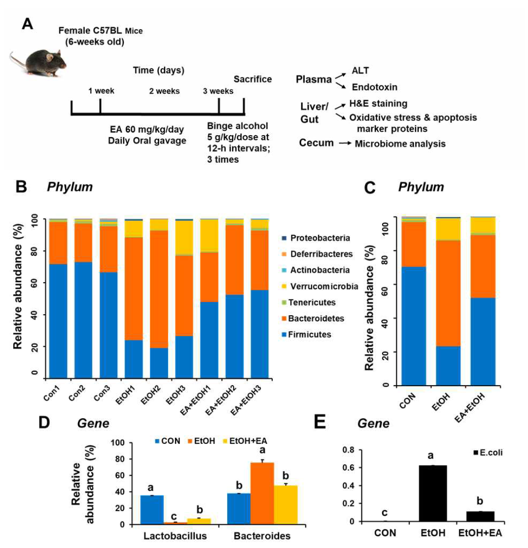 Ellagic acid restored the altered levels in various bacterial phyla. (A) Summary of experiments design. (B, C) Proportional contributions of various bacterial phyla to the overall gut microbiome from the indicated groups. (D) The genus Lactobacillus and Bacteroides represented from the indicated groups. (E) The genus E. coli was significantly increased by alcohol administration. Data represent means ± SD. Different letters stand for significant difference between various treatments at p < 0.05 by one-way ANOVA. Labeled characters without a common letter represent significant differences from the other group(s)