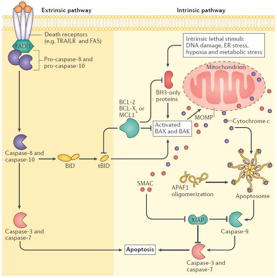 Apoptosis signaling pathway