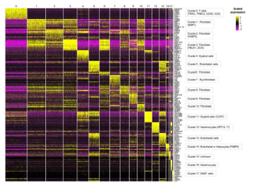 한국인 정상피부 단일세포 RNA 시퀀싱 결과 얻어진 17 개의 clusters