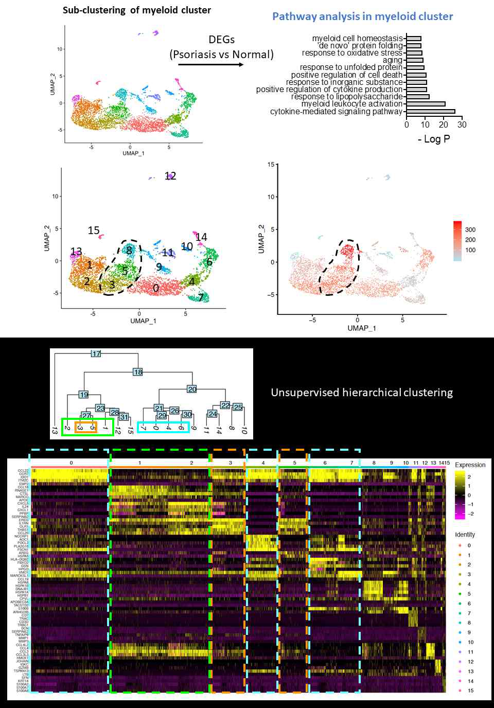 건선 myeloid 세포 clustering 및 차별발현 유전자에 대한 pathway 분석결과