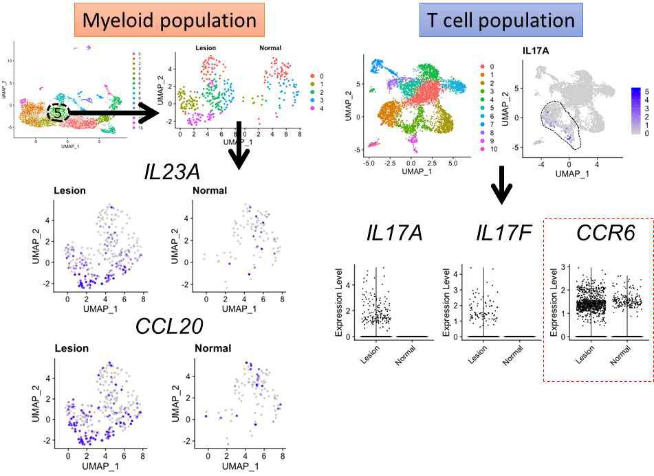 IL23A, CCL20, CCR6 발현 분석 결과
