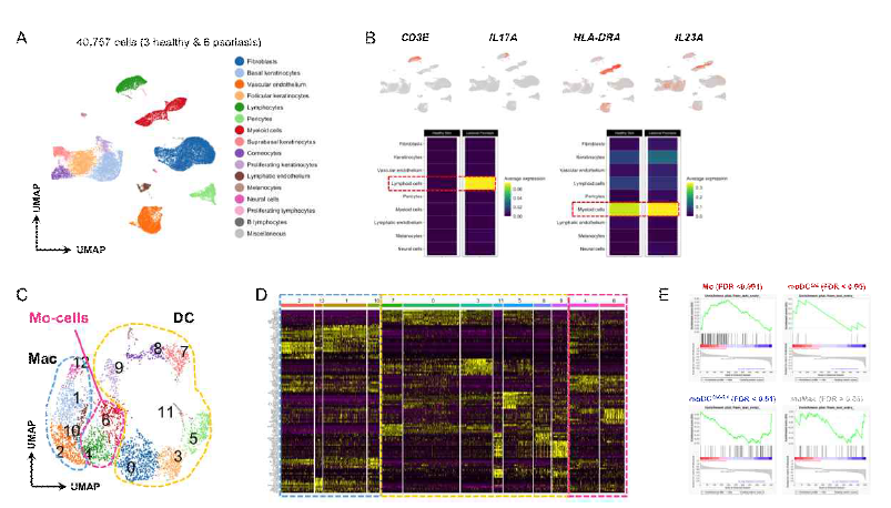 피부 단일세포 전사체 분석을 통한 Mo-cells 확인