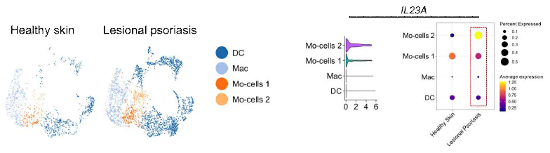 피부 단일세포 수준 IL23A 발현 분석