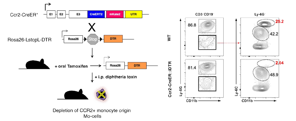 Ccr2CreER::LSL-iDTR 마우스 제작 및 타목시펜, diphtheria toxin 처리에 의한 classical 단핵구 결핍