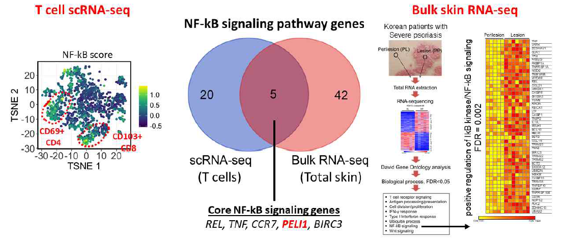 단일세포 전사체 T 세포 분석 및 bulk RNA-seq 분석에서 공통 NF-kB pathway 유전자로서 PELI1이 선별됨