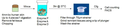 인간 피부 4mm 펀치생검 시료로부터 단일부유세포 획득