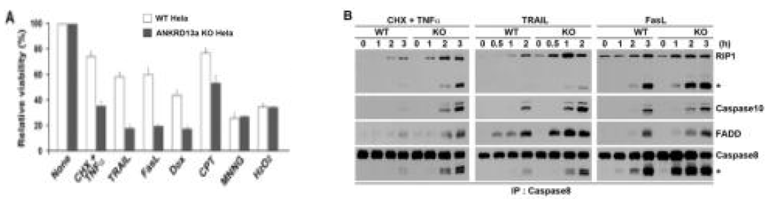 Death ligands 및 항암제에 의한 세포사멸 과정에 ANKRD13a의 역할