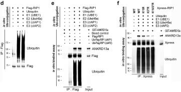 ANKRD13a, RIP1 및 cIAP1/2의 in vitro 상호작용 기작