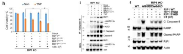 ANKRD13a에 의한 RIP1 K377 site poly-ubiquitination 의존적 PCD 조절