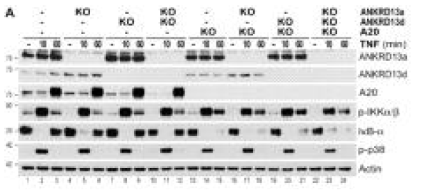 ANKRD13a, ANKRD13d 및 A20 KO 세포