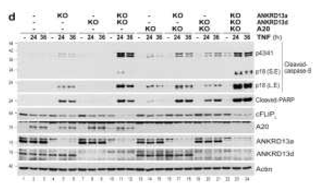 다양한 KO HeLa 세포주 구축 및 PCD 분석