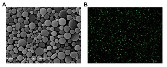 에멀전 에너지에 의한 입자 형태의 SEM (A)과 Counmarin 6 염료를 이용한 입자 관찰