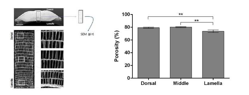 갑오징어 뼈의 구조 및 다공성(**P < 0.01)