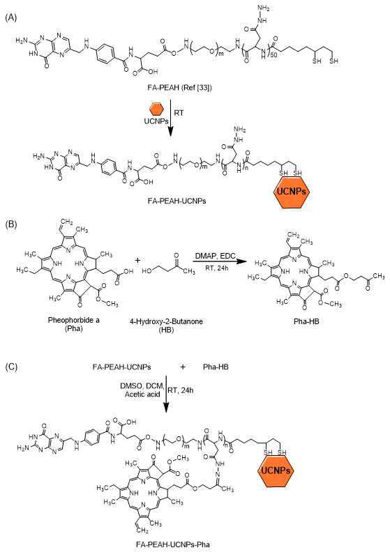 Synthesis of (A) polymer modified UCNPs (FA-PEAH-UCNPs), (B) ketonized Pha (Pha-HB), and (C) FA-PEAH-UCNPs-Pha