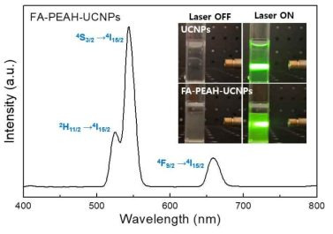 Fluorescence emission spectra of copolymer-modified UCNPs (FA-PEAH-UCNPs) in water under 980-nm laser excitation; inset shows the green fluorescence emission from UCNPs and FA-PEAH-UCNPs upon 980 nm laser excitation